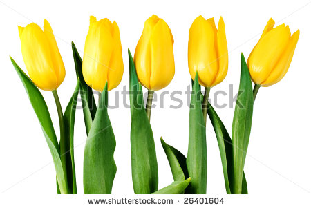 stock-photo-five-yellow-tulips-isolated-on-white-with-clipping-path-26401604